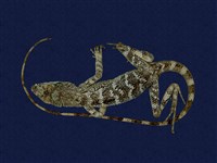 藏品(斯文豪氏攀蜥)的圖片